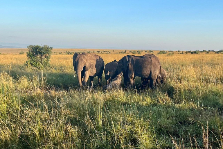 From Nairobi: Private 3-Day Masai Mara Big Five Game Drive