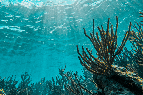 Tulum: Snorkeling at Paradise Reef