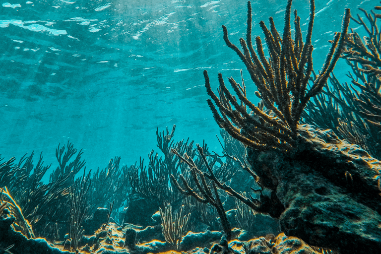Tulum: Snorkeling at Paradise Reef