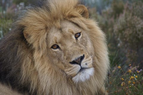 2 Day Safari Tour From Cape Town: Botlierskop & Buffelsdrift