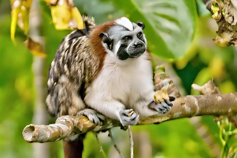 Feed Wild Monkeys on Panama Canal at Monkey Island Adventure No Hotel Pickup