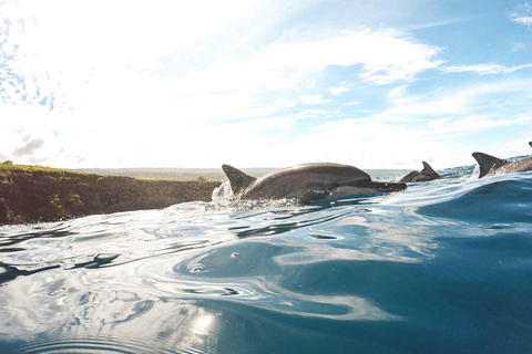 Side: Dolphin Island Boat Trip with Lunch & Swim Stops