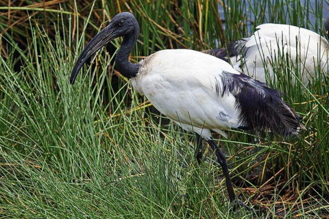 رحلة سفاري لمدة يومين لمشاهدة عجائب الطبيعة الأفريقية