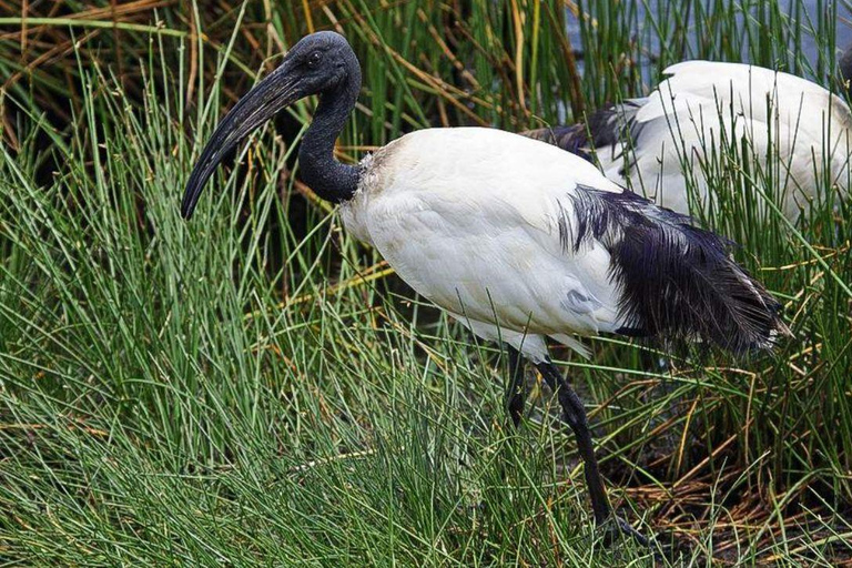 رحلة سفاري لمدة يومين لمشاهدة عجائب الطبيعة الأفريقية