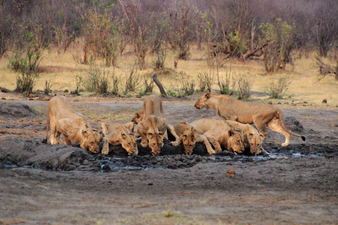 Safari de 3 jours depuis les chutes Victoria jusqu&#039;au parc national de Hwange