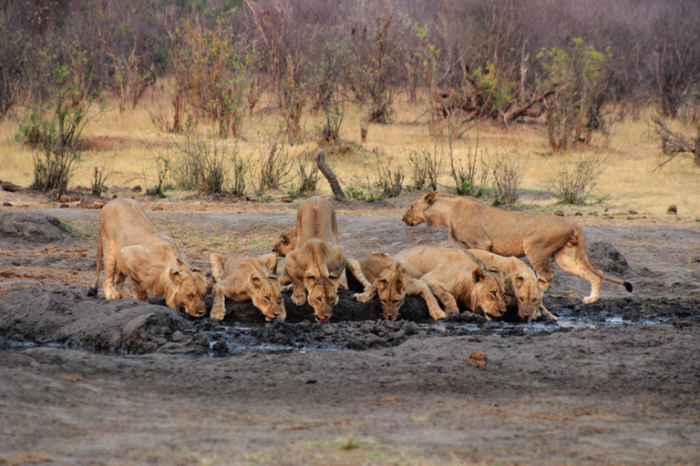 3-tägige Safari von Victoria Falls zum Hwange-Nationalpark