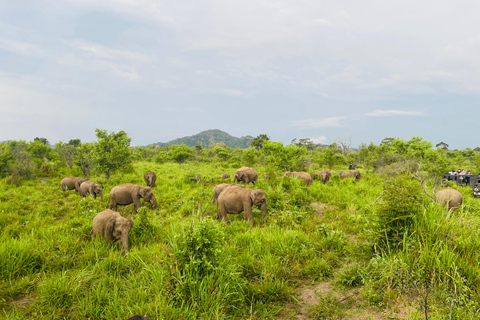 Sigiriya/Dambulla/Habarana: Safari i Minneriya nationalpark