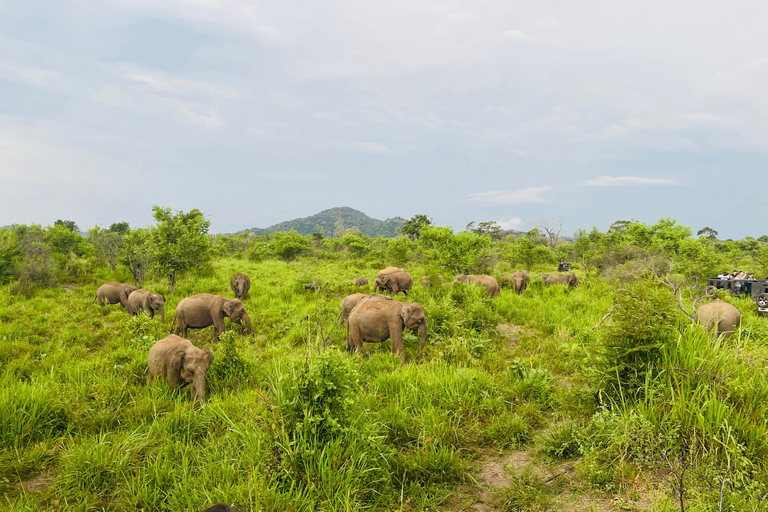 Sigiriya/Dambulla/Habarana: Safári no Parque Nacional Minneriya