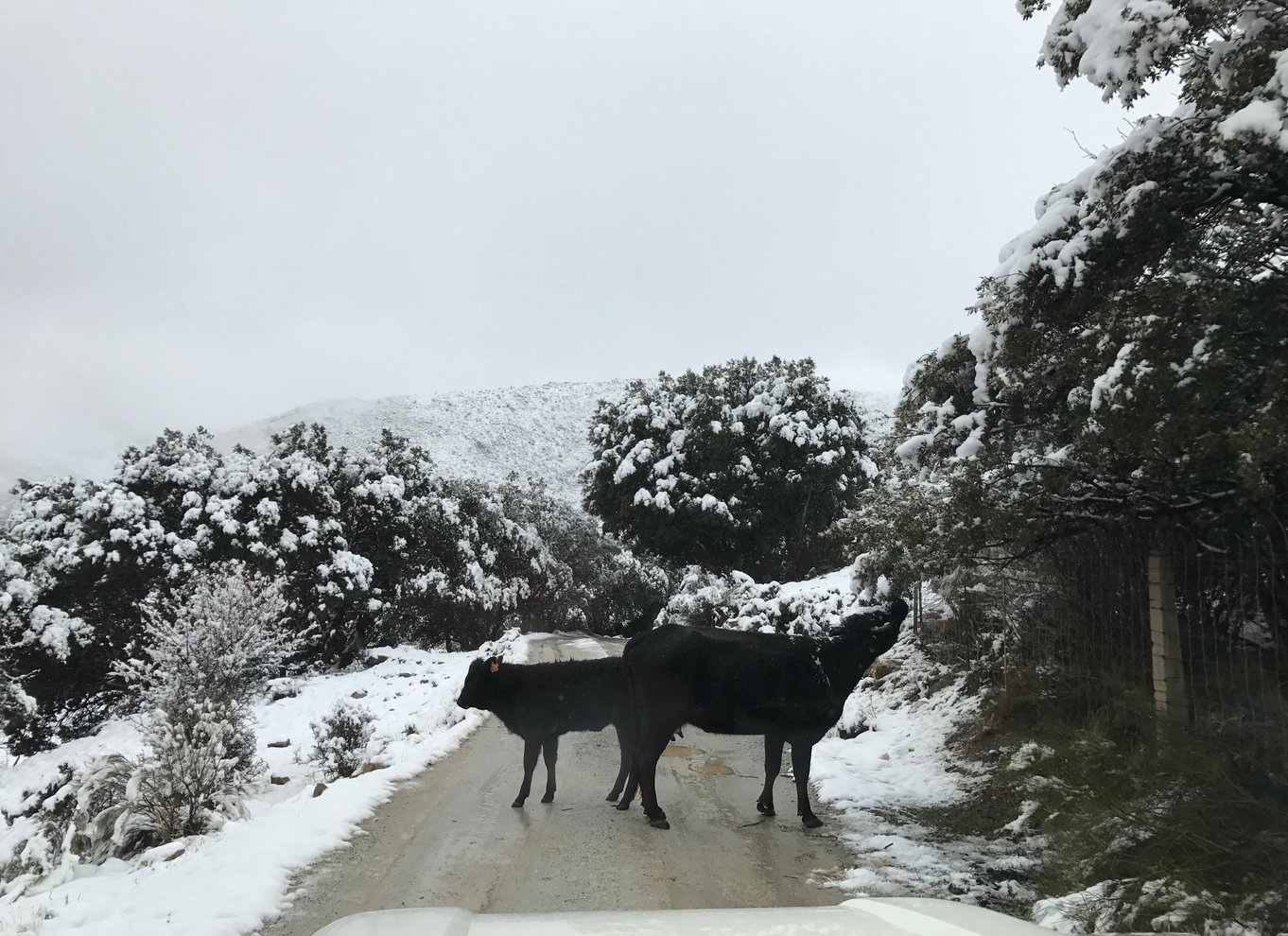 Fra Granada: Sierra Nevada Safari Tour til 2500 meters højde