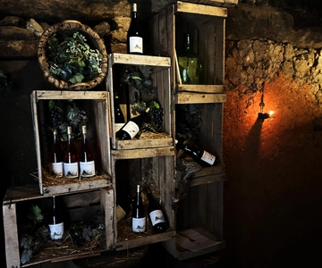 Unique experience in XVI winery with tasting near Salamanca