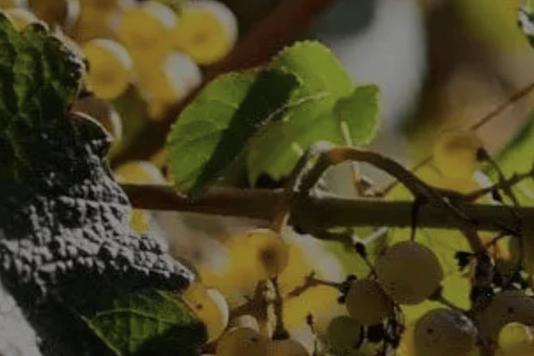 Galicia: Bodega Corisca Winery Tour and Wine Tasting