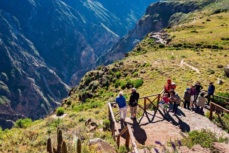 Arequipa:Full-day tour to Colca Canyon with transfer to Puno
