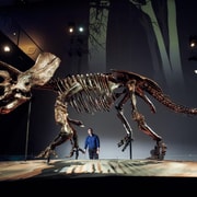 Melbourne: Melbourne Museum Entry Ticket