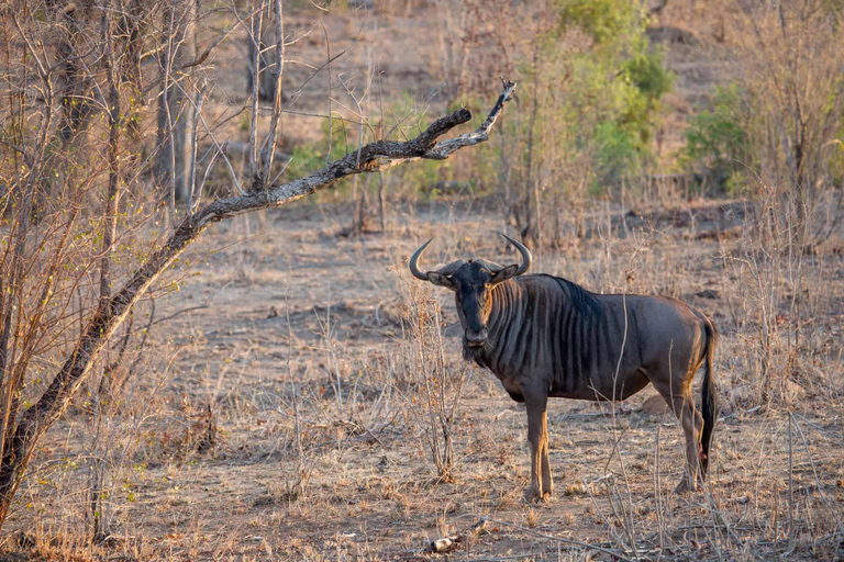 Dar es Salaam: 5-Day Selous and Mikumi National Park Tour