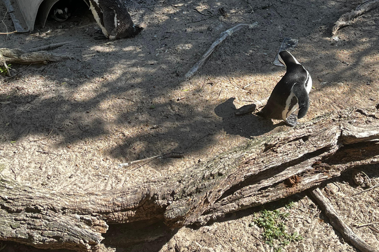 Robben Island, Penguins & Cape of Good Hope Adventure