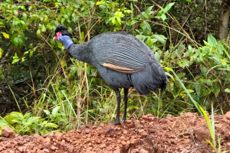 Diani: Guided day trip to Shimba Hills Reserve with lunch