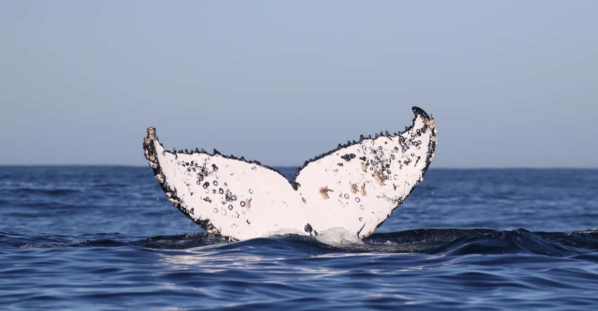 Afbeelding 5 van Gansbaai: Zee Big 5 Rondvaart