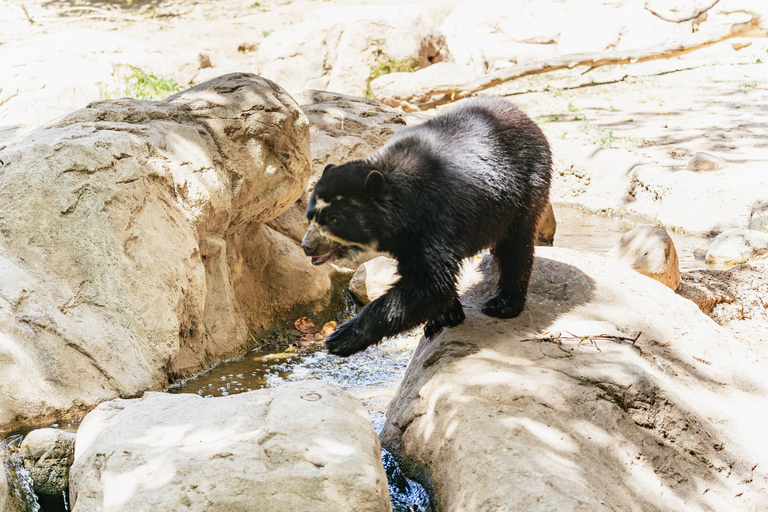 Zoo w Phoenix: jednodniowy bilet wstępu ogólnego