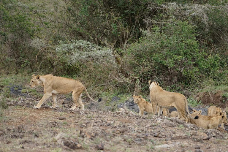 Nairobi: The Wild & The Brew Experience