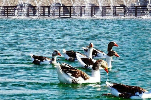 Discover Doha: The Ultimate City Journey