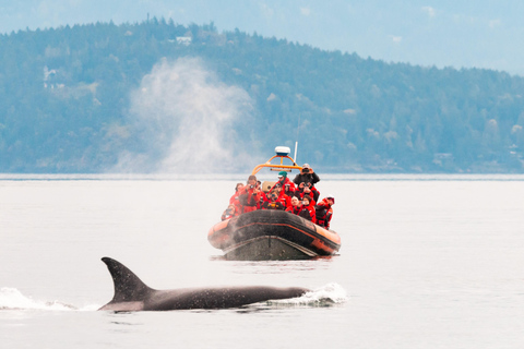 Victoria: 3-stündige Zodiac-WalbeobachtungstourAb Victoria: Whale Watching im Zodiac-Boot