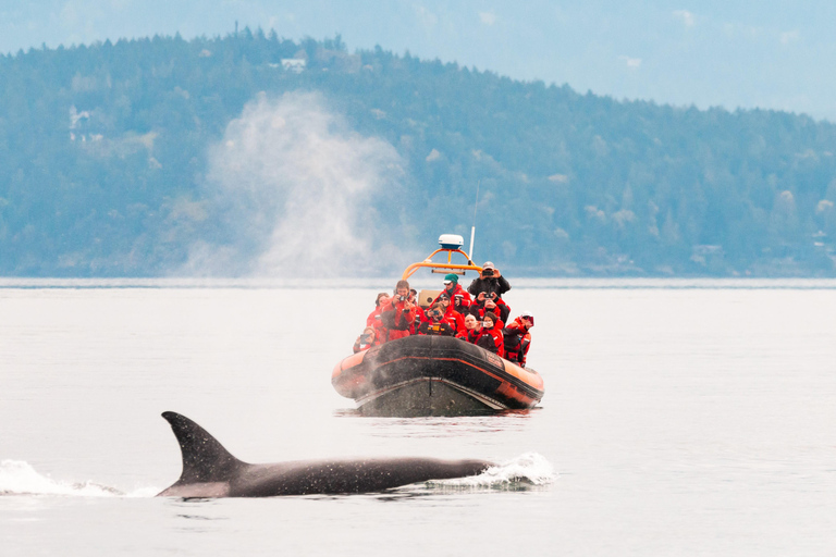 Victoria: 3-stündige Zodiac-WalbeobachtungstourAb Victoria: Whale Watching im Zodiac-Boot