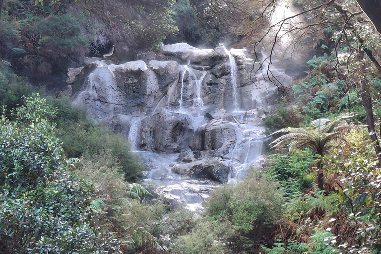 Tauranga: Hells Gate Geothermal Valley & Mud Spa Experience
