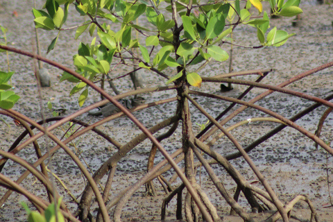 Bagek Kembar: Mangrove & Stingless Beekeeping Experience