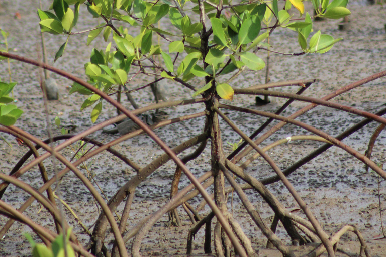 Bagek Kembar: Mangrove & Stingless Beekeeping Experience