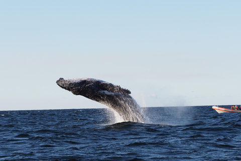 Côte d'Or : Observation des baleines