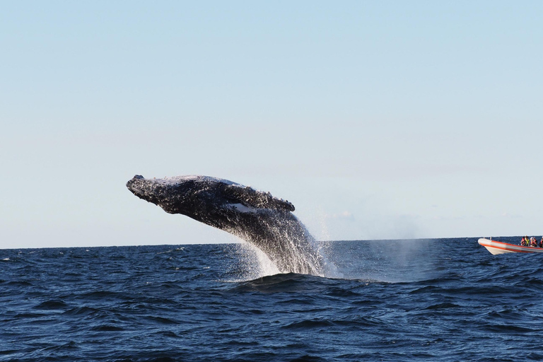 Costa Dorada: Avistamiento de ballenas