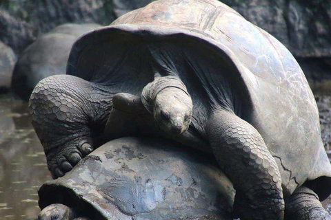 Zanzibar: Prison Island Tour Zanzibar: Prison Island Tour