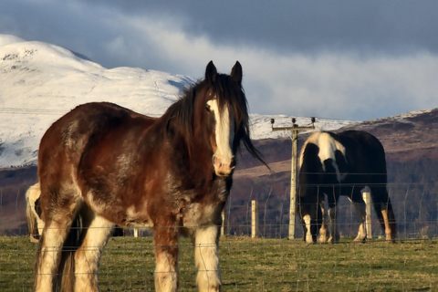 Stirling: Harmony Fields Animal Sanctuary Guided Tour