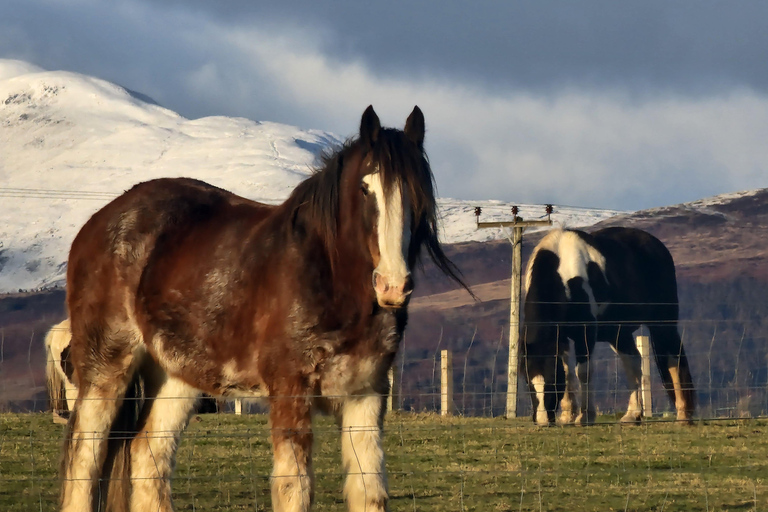 Stirling: Harmony Fields Animal Sanctuary Guided Tour