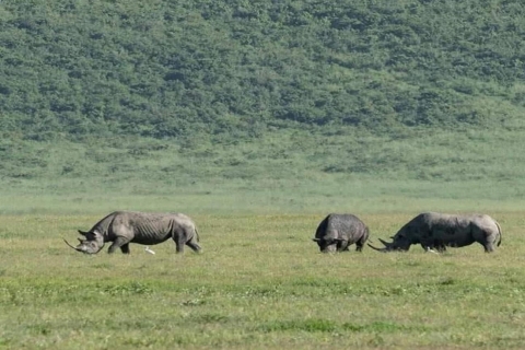3Day Safari Serengeti and Ngorongoro Crater Midrange Lodge Private Tour Safari