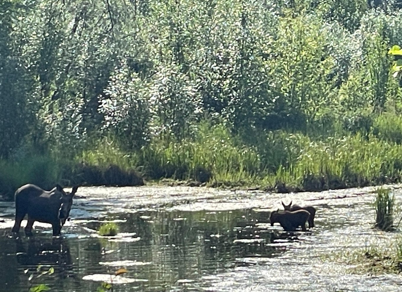 Fairbanks: Dagstur til Chena Hot Springs