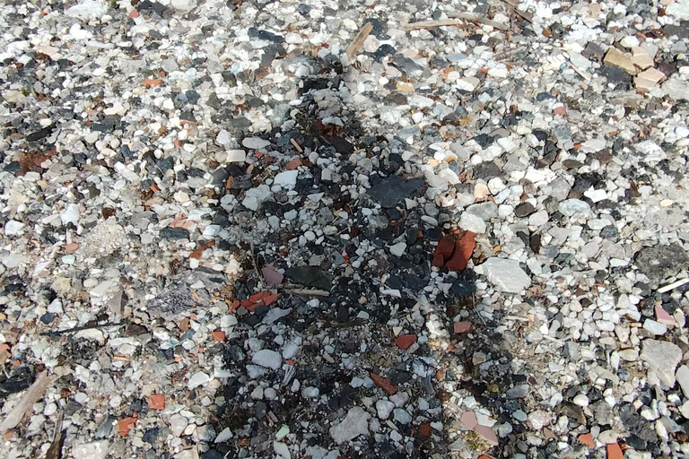 Kalamaja: od drewnianych domów do fabryk – wycieczka piesza dla inżynierówKalamaja: drewniane domy i fabryki – wycieczka piesza śladami inżynierów