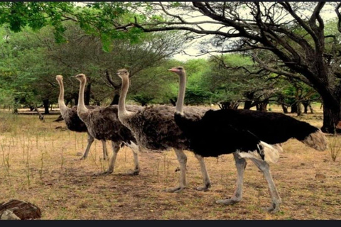 Mauritius: Parchi naturali di Casela e spiaggia di Flic en Flac