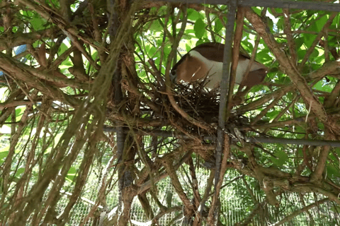 Cebu Safari: Experience Wildlife Up Close