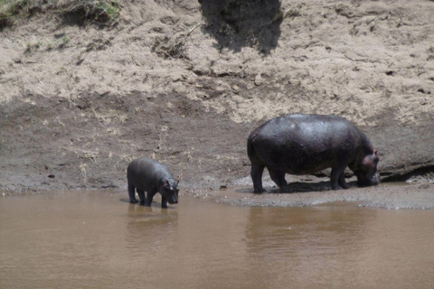 Nairobi: 3-Day epic trip to Maasai Mara Reserve with meals 3 days, 2 nights private safari to Mara in a tourist VAN