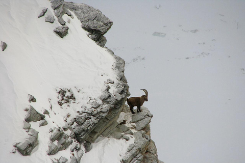 VENETIË: ONTDEK WILDE DIEREN IN DE DOLOMIETEN