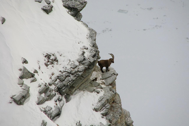 VENETIË: ONTDEK WILDE DIEREN IN DE DOLOMIETEN