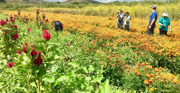 Oaxaca: Day of the Dead Tour with Chocolate Tasting & Pickup