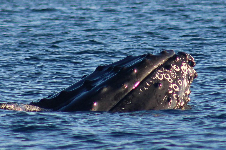 圣何塞卡波观鲸日出之旅
