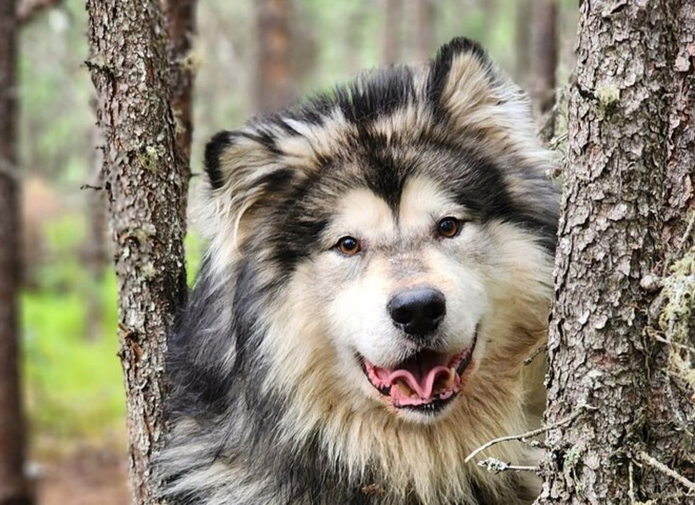 Fairbanks: Alaskas sommerslædehundeeventyr