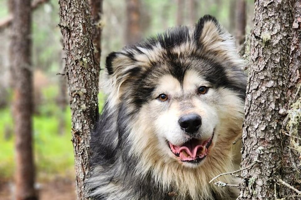 Sled dogs pulling a wheeled training cart along a green boreal forest trail in summer