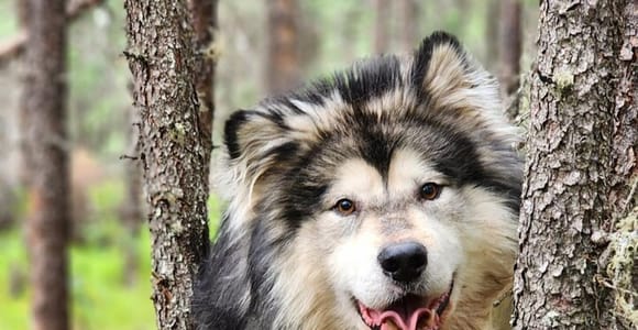 Sled dogs pulling a wheeled training cart along a green boreal forest trail in summer
