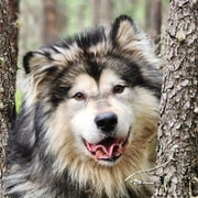 Fairbanks : Aventure d'été en chiens de traîneau en Alaska