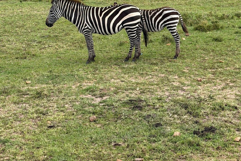Nairobi: 3-Day epic trip to Maasai Mara Reserve with meals 3 days, 2 nights private safari to Mara in a tourist VAN