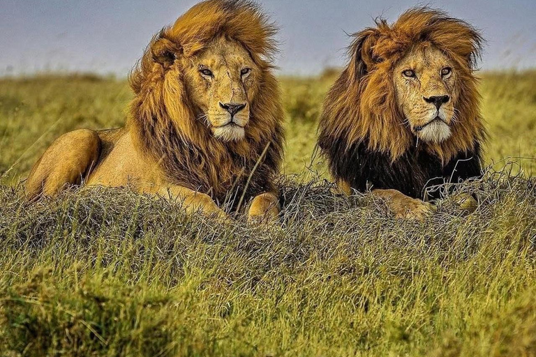 Ngorongoro Crater Day Trip with Picnic Lunch